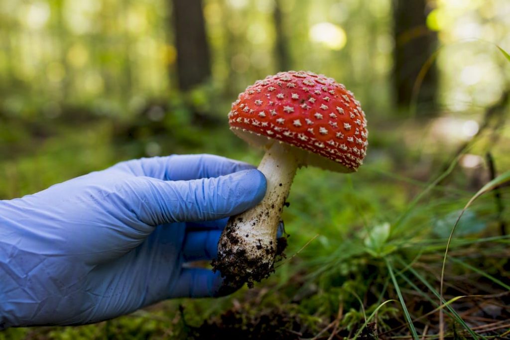 Amanita Safety: What FDA and CDC Data Actually Show