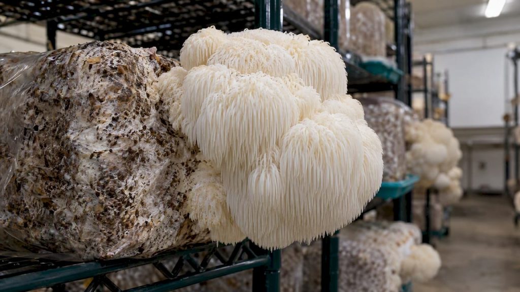 Brain Fog: What a Trial of 18 Adults Means Before You Buy Mushrooms