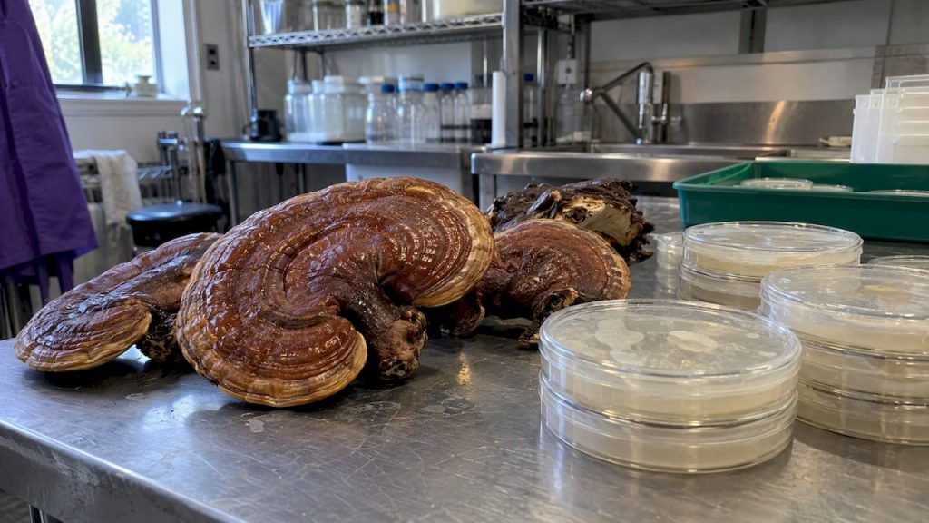 Mushrooms for Inflammation in the U.S.: Lab Results Aren’t Human Proof